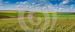 Panoram from field grass Capsella bursa pastoris, farm green wheat field, lines of arable land and rapeflowerfield