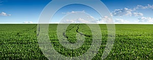 Panoram of green field of winter wheat with traces of agricultural machinery, early spring sprouts