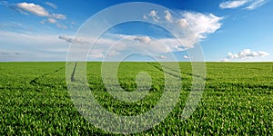 panoram of green field of winter wheat with traces of agricultural machinery, early spring sprouts and sky on the horizon