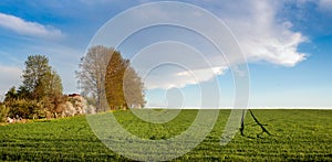 panoram of green field of winter wheat with traces, blooming trees at spring