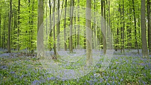 Panoram view blooming bluebells