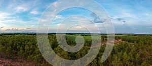 Panorama aerial view from drone Reforestation of eucalyptus for