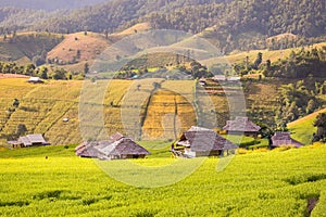 Panorama Aerial View of Pa Bong Piang terraced rice fields, Mae Chaem, Chiang Mai Thailand