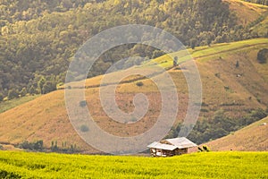 Panorama Aerial View of Pa Bong Piang terraced rice fields, Mae Chaem, Chiang Mai Thailand