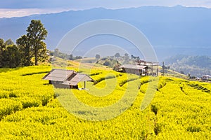 Panorama Aerial View of Pa Bong Piang terraced rice fields, Mae Chaem, Chiang Mai Thailand