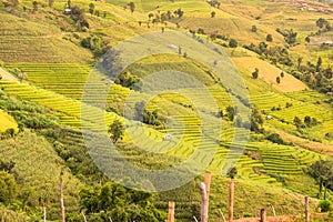 Panorama Aerial View of Pa Bong Piang terraced rice fields, Mae Chaem, Chiang Mai Thailand