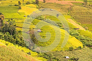 Panorama Aerial View of Pa Bong Piang terraced rice fields, Mae Chaem, Chiang Mai Thailand