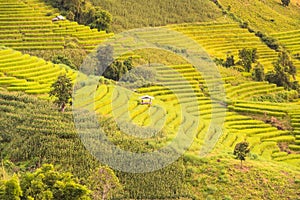 Panorama Aerial View of Pa Bong Piang terraced rice fields, Mae Chaem, Chiang Mai Thailand