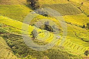 Panorama Aerial View of Pa Bong Piang terraced rice fields, Mae Chaem, Chiang Mai Thailand