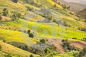 Panorama Aerial View of Pa Bong Piang terraced rice fields, Mae Chaem, Chiang Mai Thailand