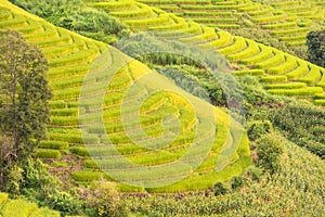 Panorama Aerial View of Pa Bong Piang terraced rice fields, Mae Chaem, Chiang Mai Thailand