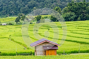 Panorama Aerial View of Pa Bong Piang terraced rice fields, Mae Chaem, Chiang Mai Thailand