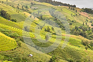 Panorama Aerial View of Pa Bong Piang terraced rice fields, Mae Chaem, Chiang Mai Thailand