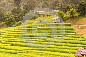 Panorama Aerial View of Pa Bong Piang terraced rice fields, Mae Chaem, Chiang Mai Thailand