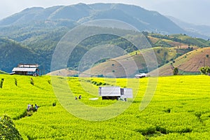 Panorama Aerial View of Pa Bong Piang terraced rice fields, Mae Chaem, Chiang Mai Thailand.Don\'t focus on The main subject