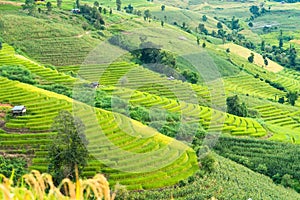 Panorama Aerial View of Pa Bong Piang terraced rice fields, Mae Chaem, Chiang Mai Thailand.Don\'t focus on The main subject