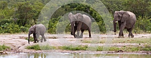 Panorama of african elephant family coming to a river to drink in Kruger National Park