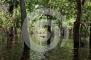 Panorama from Amazon rainforest, Brazilian wetland region.