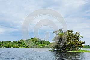 Panorama from Amazon rainforest, Brazilian wetland region