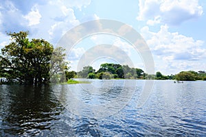 Panorama from Amazon rainforest, Brazilian wetland region