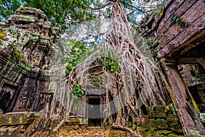 Panorama of ancient stone door and tree roots, Ta Prohm temple r