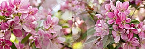Panorama of apple orchard in bloom. Pink crab flowers of blossoming apple tree. Background Wallpaper
