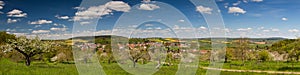 Panorama of apple tree blossom in spring