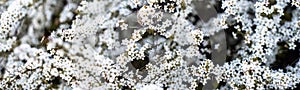 Panorama arching branches stems carry Thunberg Spirea or Spiraea Thunbergii bush blossom, flurry of small white flowers appears