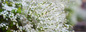 Panorama arching branches stems carry Thunberg Spirea or Spiraea Thunbergii bush blossom, flurry of small white flowers appears