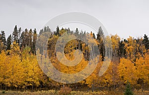 Panorama of Aspen Trees in Autumn with Golden Leaves