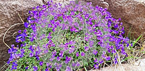 Panorama of an aubrieta bush with purple flowers photo