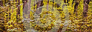 Panorama of autumn forest with tree trunks and yellow thick leaves