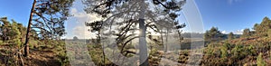 Panorama from autumn landscape at the Sallandse Heuvelrug national park