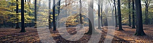 Panorama of autumn leaves and beech trees in the fall