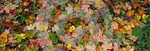 Panorama of autumn leaves. Yellow, orange and red September autumn maple leaves on the ground in a beautiful autumn Park