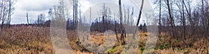 Panorama of autumn nordic landscape. Grey sky. Trees without foliage and yellow-brown grass.