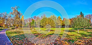 Panorama of autumn park with green and yellow plants