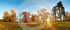 Panorama of autumn tree in forest park at sunset