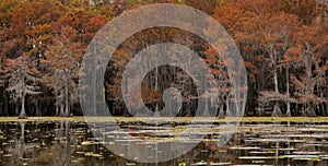 Panorama of Bald Cypress Trees in Autumn with Giant Salvinia Covering the Water in the Foreground