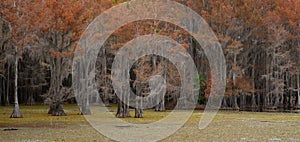 Panorama of Bald Cypress Trees with Giant Salvinia Covering the Water in the Foreground