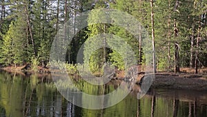 Panorama of the banks of the taiga river in the summer at noon