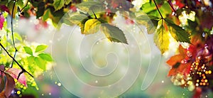 Panorama Banner / Background - Colorful autumn / fall leaves - Art work, Bokeh, Lens flares - Text, body, copy space