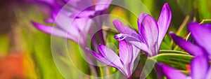 Panorama, banner - close-up of blooming spring flowering plant of the Iridaceae  family, violet crocuses, on natural background on