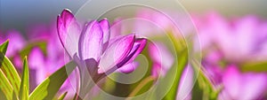 Panorama, banner - close-up of blooming spring flowering plant of the Iridaceae  family, violet crocuses, on natural background on