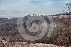Panorama of bare trees at dusk in a typical european forest in winter, dry, in barajevo, by the serbian mountains of Kosmaj,