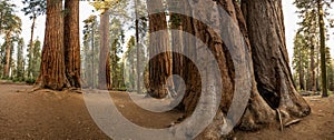 Panorama of the Base of Sequoias in Grove