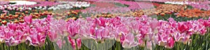 panorama beautiful field of pink tulip flowers in full bloom. spring holiday. banner