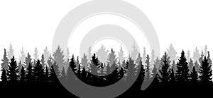 Panorama of beautiful forest, silhouette. All spruces are separated from each other. Vector illustration