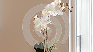 Panorama Beautiful indoor potted orchid with delicate white flowers on a wooden table