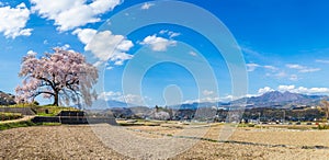 Panorama beautiful landscape of Wanizuka no Sakura large 330 year old cherry tree in full bloom is a symbol of Nirasaki, Yamanashi